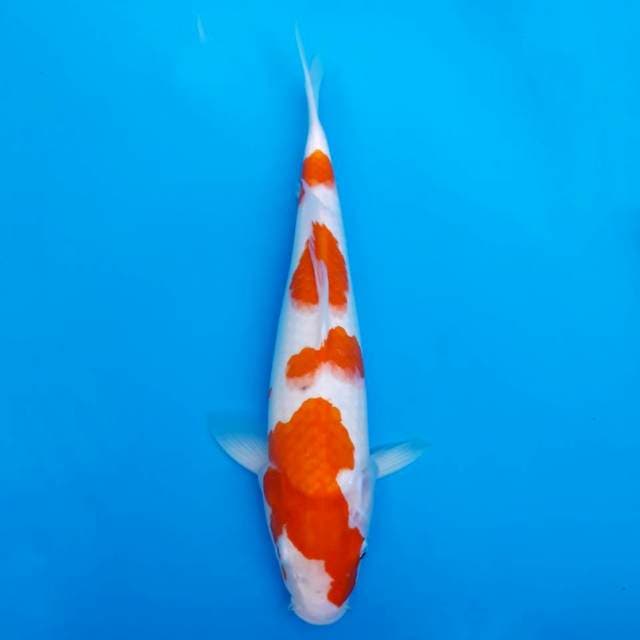 Kohaku