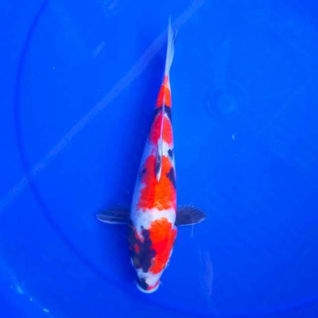 5. SHOWA MANIA #25CM