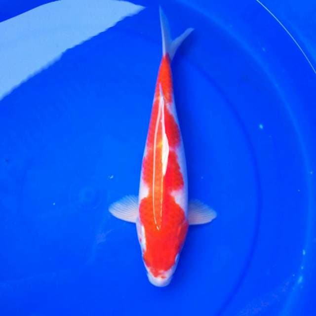 6. KOHAKU #30CM