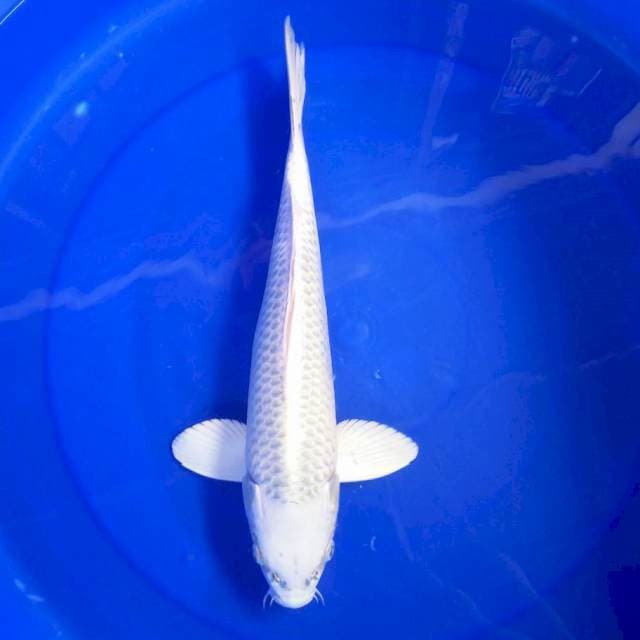 5. GIN MATSUBA #37CM