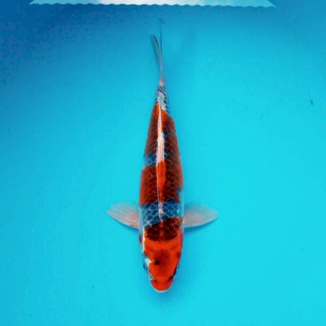 8. GOSHIKI BLADE #29CM