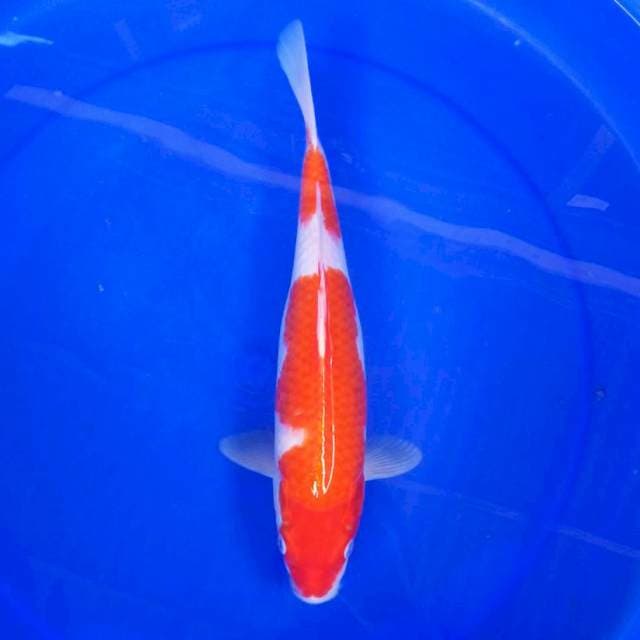 11. KALEH STEP TOK #34CM