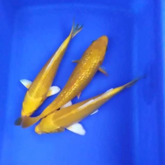 Trio kuning 21-23cm