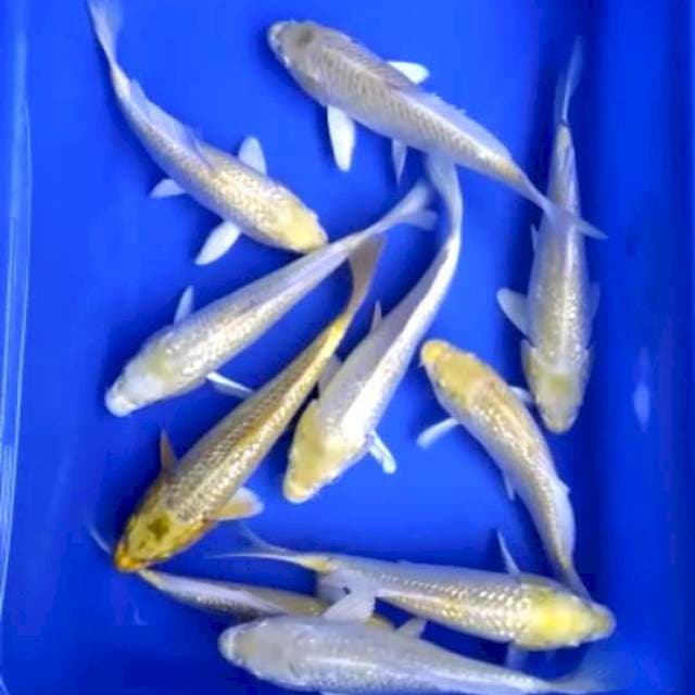 Hariwake ginrin