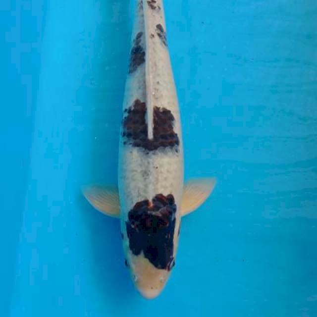 Jumbo BUDO GOROMO MALE