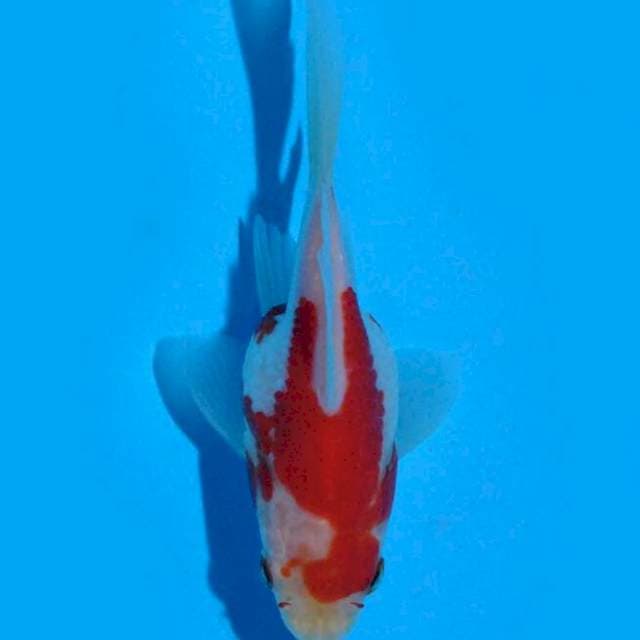 Tamasaba (Marushin) 9 cm. Import dan sertifikat