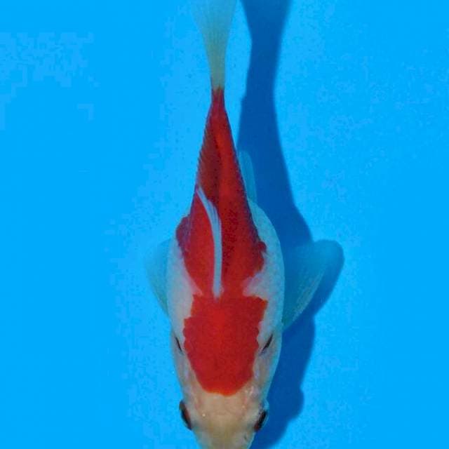 Tamasaba (Marushin) 9 cm import dan sertifikat