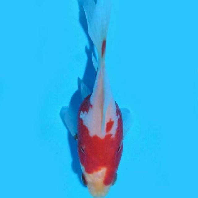 Tamasaba (Marushin) 9 cm import dan sertifikat