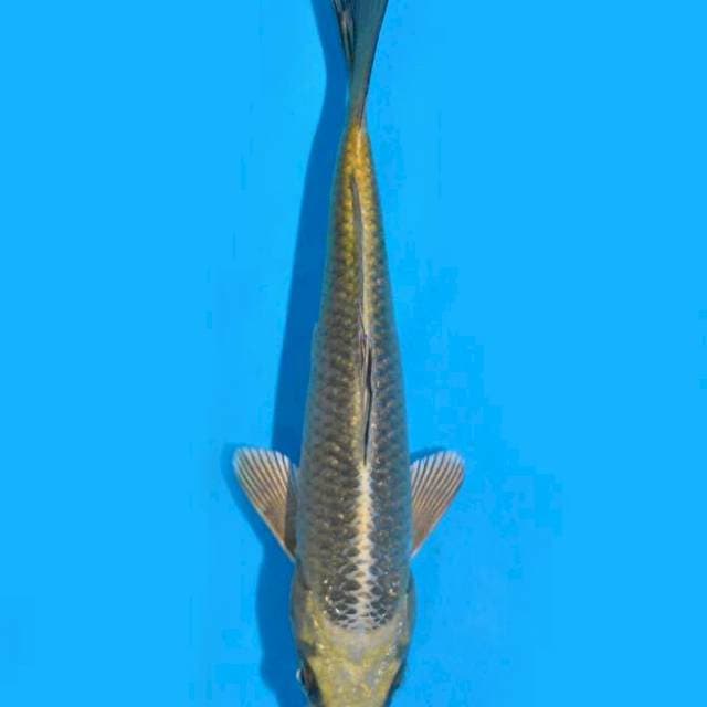 Mukashi ogon (Marusei) 17 cm. import dan sertifikat