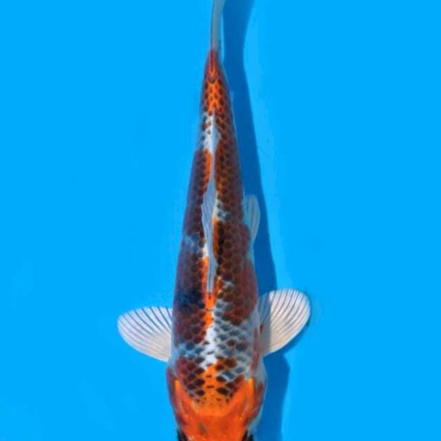 Kujaku (Saito) 19 cm. import dan sertifikat