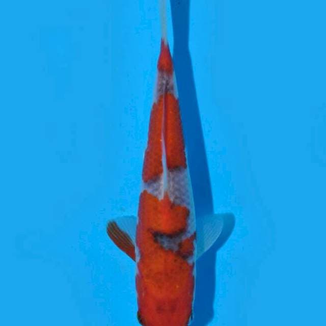 Goshiki (Aneto) 18 cm. import dan sertifikat