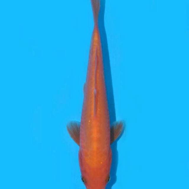 Doitsu Benigoi (Marusei) 17cm. Import & Sertifikat