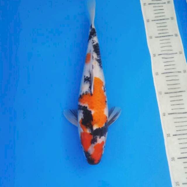 Showa female 40 BU