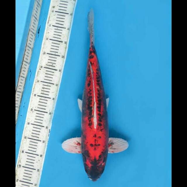 Beni Kumonryu Siap Show - 53cm Male 