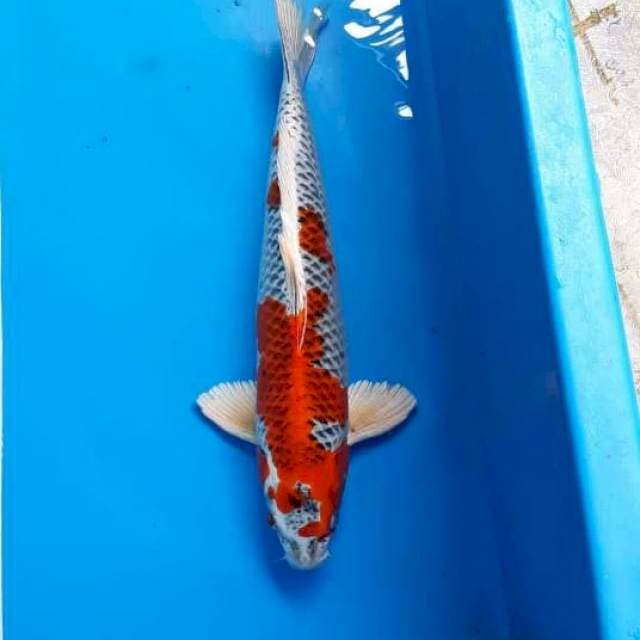 48CM - JUMBO KUJAKU