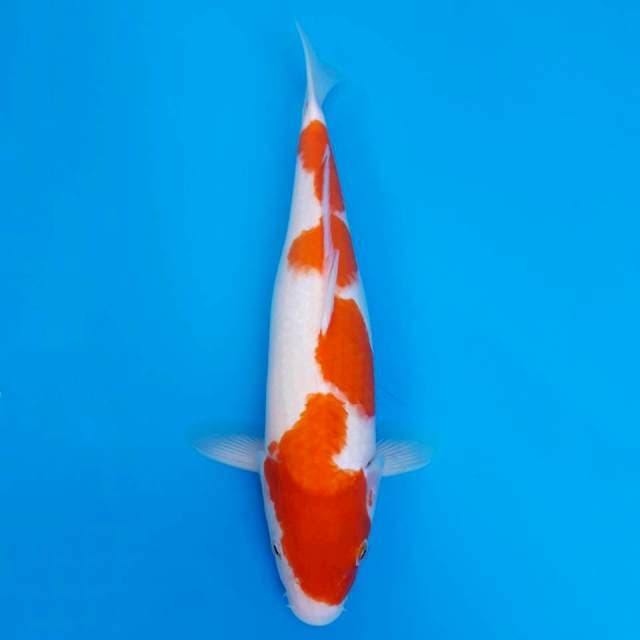 Kohaku