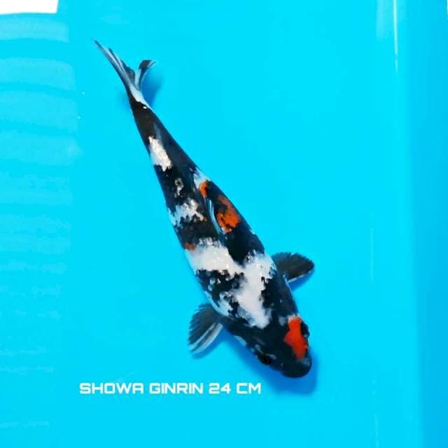 Maruten Ginrin showa