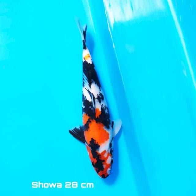Showa petir