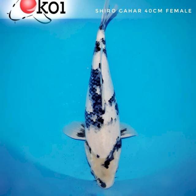 Shiro big size