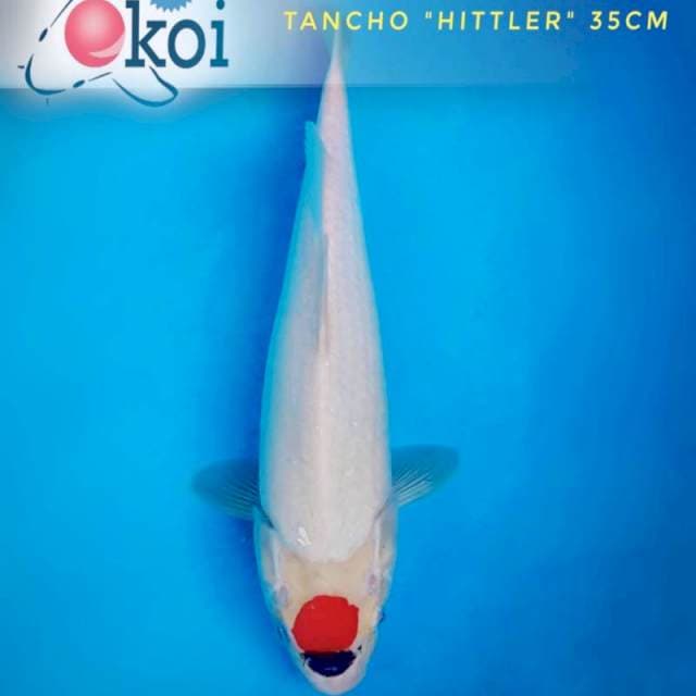 Tancho unik hittler 38cm