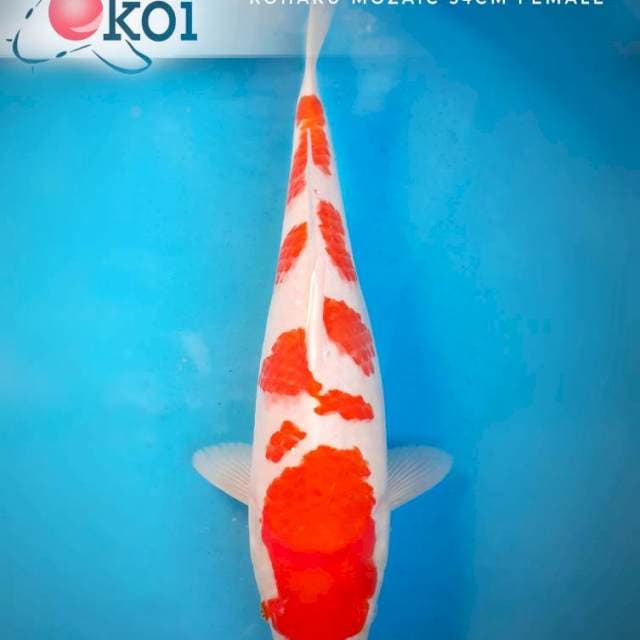Kohaku SQ pola mozaic 34cm