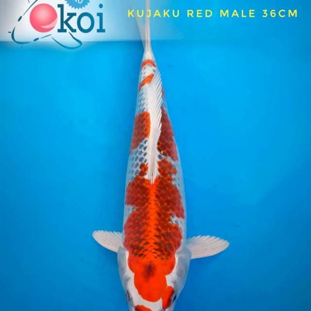 Kyjaku strong red 36cm