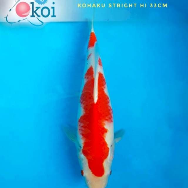 Kohaku petir 33cm