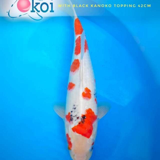 Showa sakura kanoko 42cm