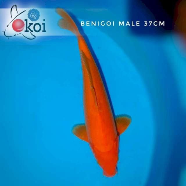 Benigoi male 37cm