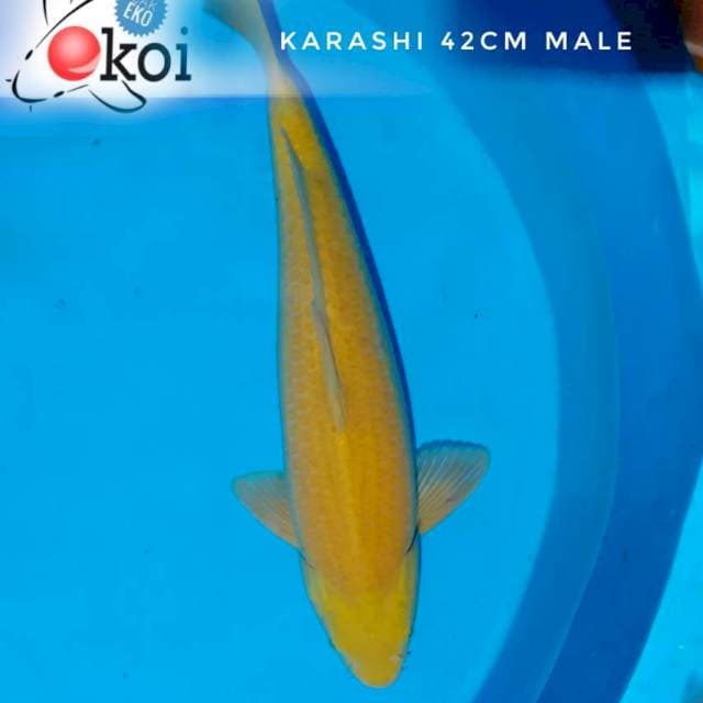 Karashi 42cm male