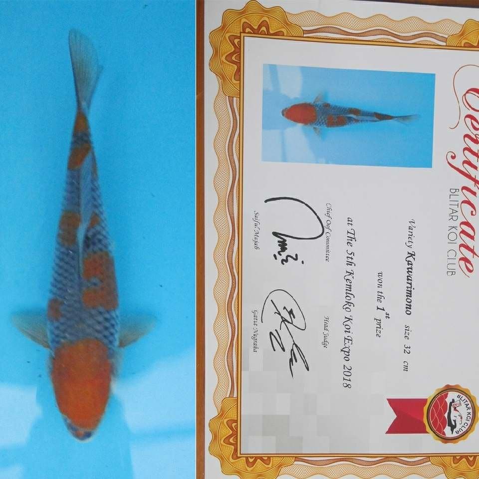 Ochiba juara 2 size 33cm