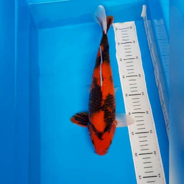 Hi showa 37 male