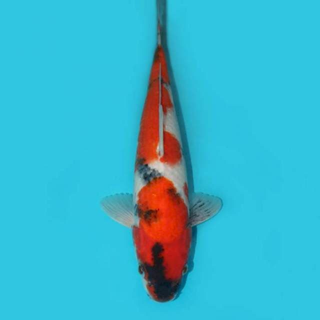 SHOWA 33 CM