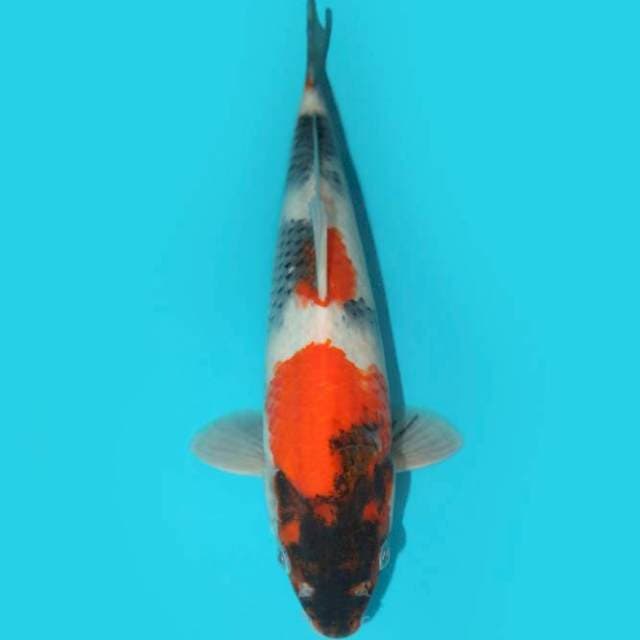 SHOWA 30 CM