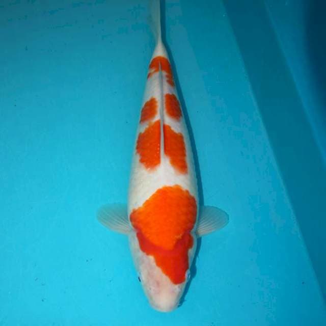Kohaku 28 cm