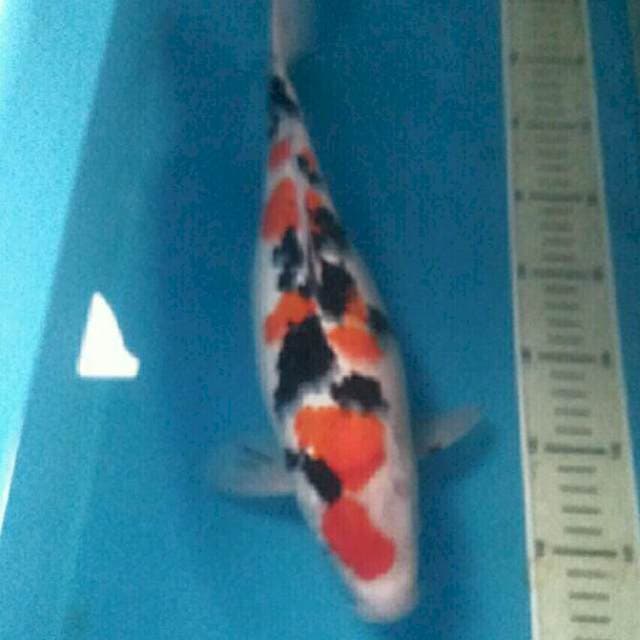 Taisho Sanshoku, 36 cm