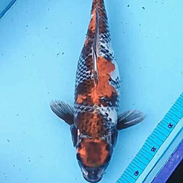 Showa ANTIK 42 cm