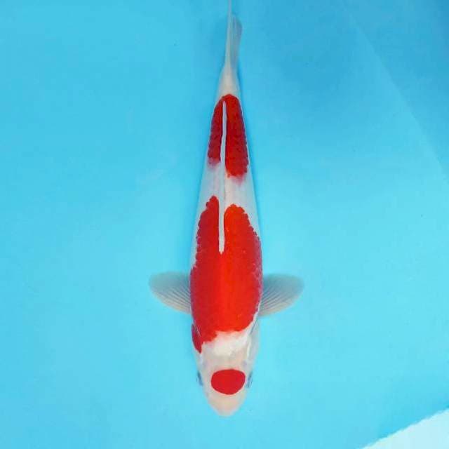 KENZEI 1 ~ MARUTEN KOHAKU ™