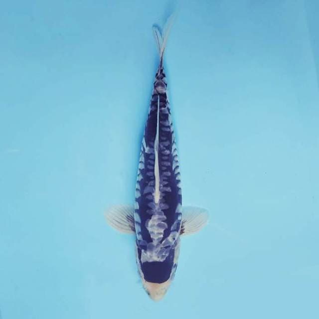 MEGALODON ~ SUMI GOROMO ARAGOKE ™