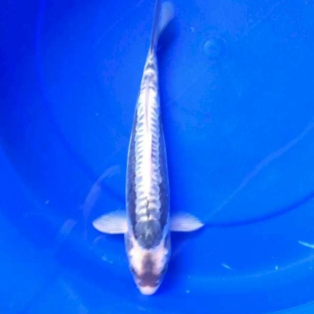 Kabuto || 30 cm