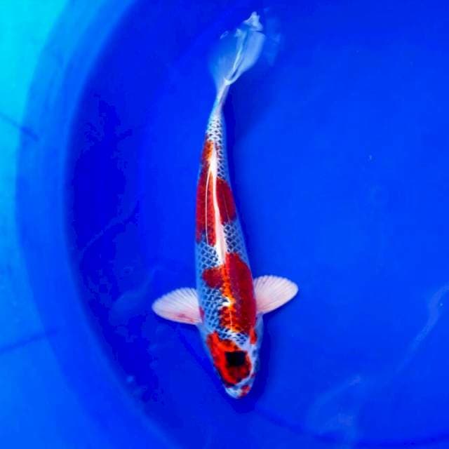 Kujaku Special || 28cm