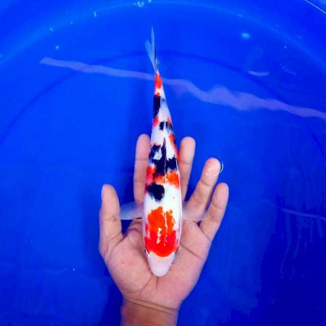 Maruten Sanke || 26 cm