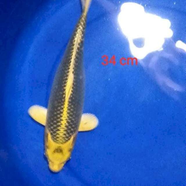 kin matsuba 34