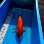 TYK Kohaku Doitsu 35cm
