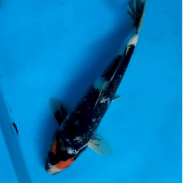 Tancho showa dark night - Vegapunk