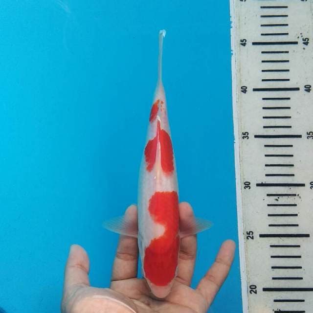 Sandan Kohaku Ciamik