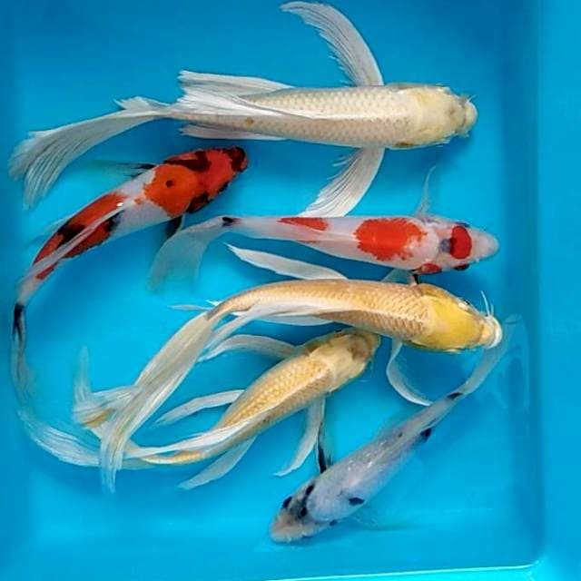 Mix kumpay cantik ogon ,showa dan shiro