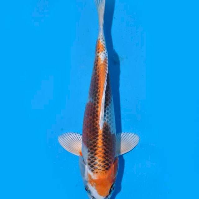 Kujaku (Saito) 23cm. Import & Sertifikat