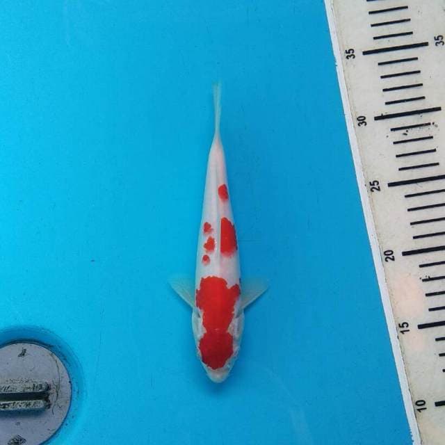 Kohaku Sakura