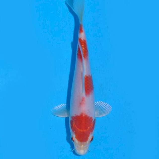Kin Kohaku (Ozumi Ikarashi) 16cm. Import & Sertifikat
